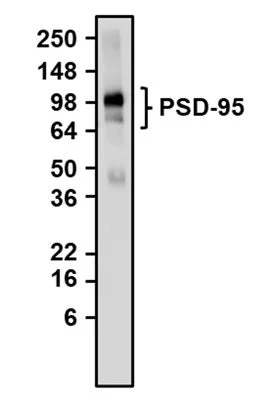 Anti-PSD-95 Recombinant Guinea Pig Chimeric mAb - Image 2