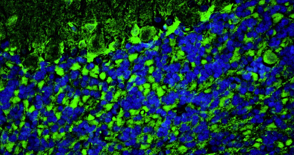 Anti-PSD-95 Recombinant Guinea Pig Chimeric mAb - Image 3