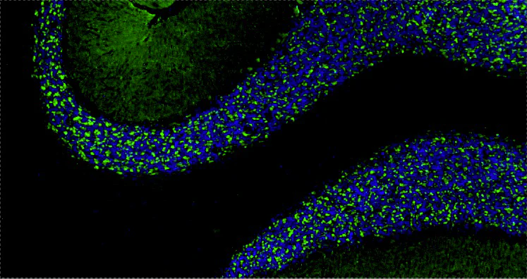 Anti-PSD-95 Recombinant Chicken Chimeric mAb - Image 2