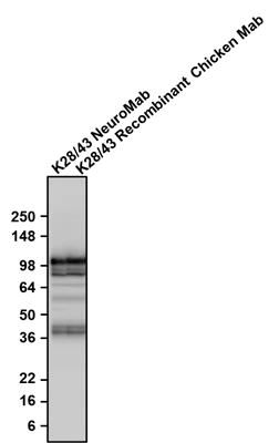 Anti-PSD-95 Recombinant Chicken Chimeric mAb - Image 3