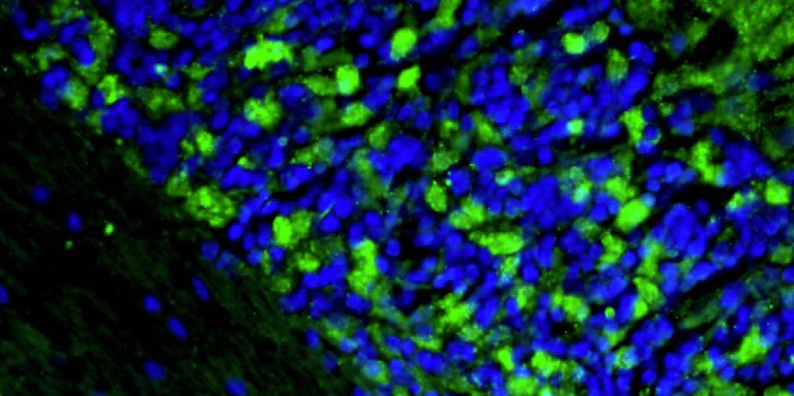 Anti-PSD-95 Recombinant Chicken Chimeric mAb - Image 4
