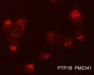 Anti-PTP1B (C-terminal region) Antibody - Image 2