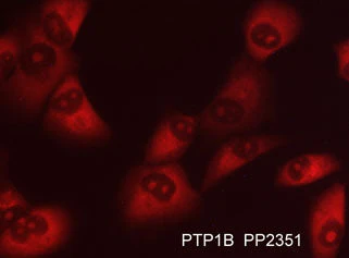 Anti-PTP1B (N-terminal region) Antibody - Image 2