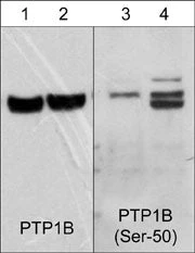 Anti-PTP1B (Ser-50), Phosphospecific Antibody
