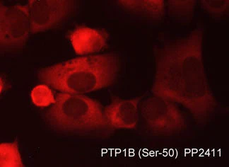 Anti-PTP1B (Ser-50), Phosphospecific Antibody - Image 2