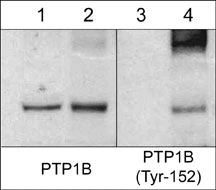 Anti-PTP1B (Tyr-152), Phosphospecific Antibody