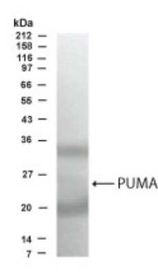 Anti-PUMA Antibody