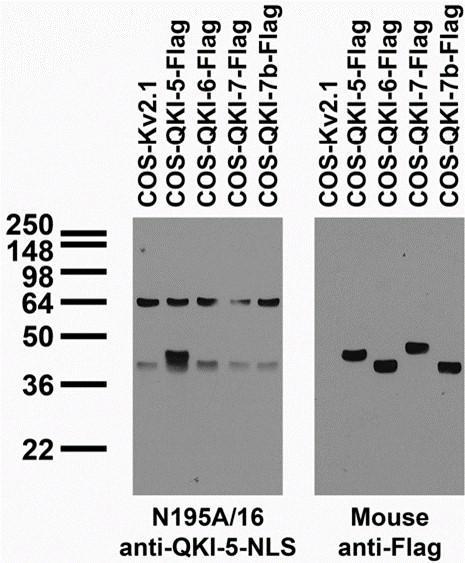 Anti-QKI-5 Antibody - Image 2
