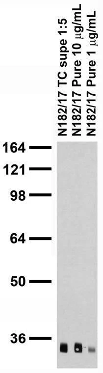 Anti-QKI-6 Antibody - Image 2
