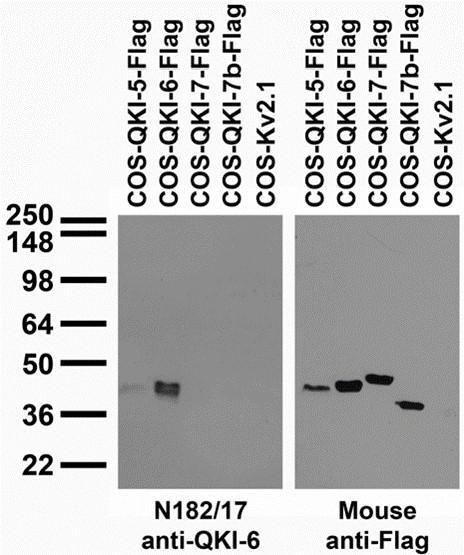 Anti-QKI-6 Antibody - Image 3