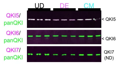 Anti-QKI-6 Antibody - Image 4