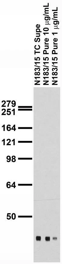Anti-QKI-7 Antibody - Image 2