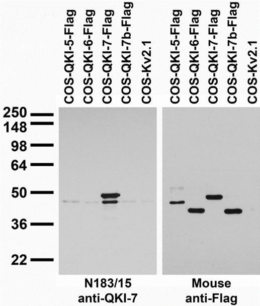 Anti-QKI-7 Antibody - Image 3