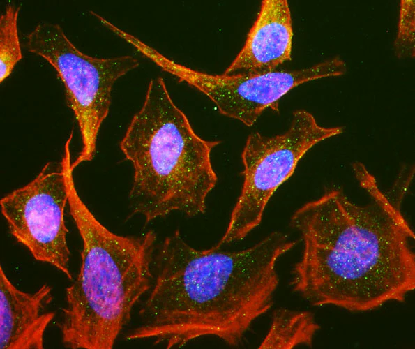 Anti-Rab 9 Recombinant Chicken Chimeric mAb