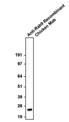 Anti-Rab 9 Recombinant Chicken Chimeric mAb - Image 2