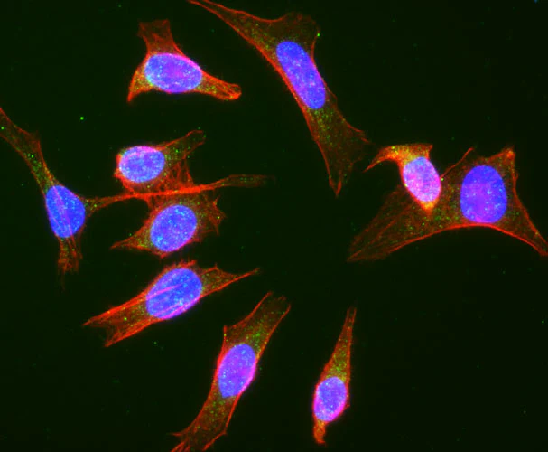 Anti-Rab 9 Recombinant Chicken Chimeric mAb - Image 4