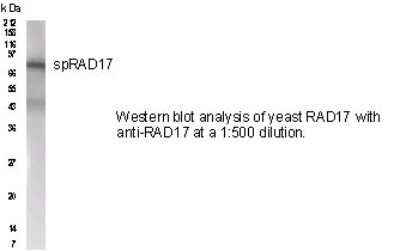 Anti-RAD17 Antibody