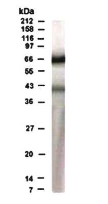 Anti-RAD17 Antibody