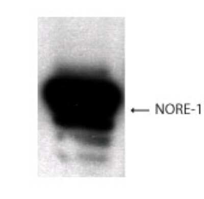 Anti-RASSF1 (NORE1) Antibody