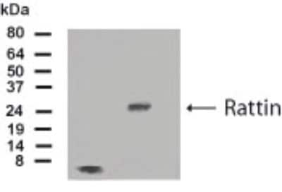 Anti-Rattin Antibody