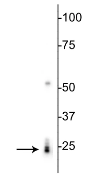 Anti-RBPMS Antibody - Image 3