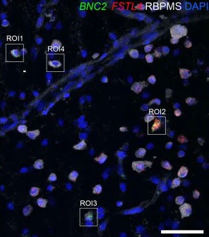 Anti-RBPMS Antibody - Image 4