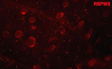Anti-RBPMS Antibody - Image 5