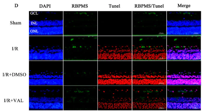 Anti-RBPMS Antibody - Image 6