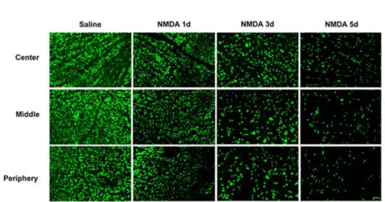 Anti-RBPMS Antibody - Image 11