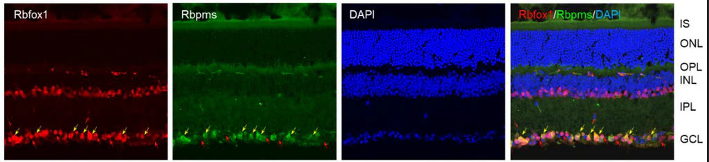 Anti-RBPMS Antibody - Image 12