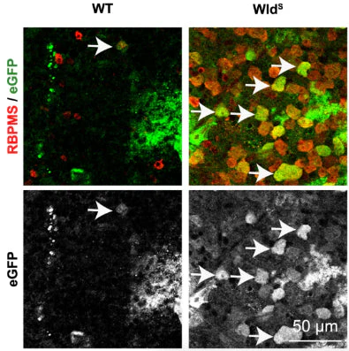 Anti-RBPMS Antibody - Image 13
