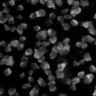 Anti-RBPMS Antibody - Image 15