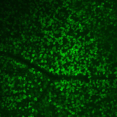 Anti-RBPMS Antibody - Image 16