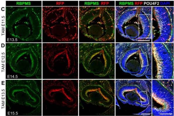 Anti-RBPMS Antibody - Image 18