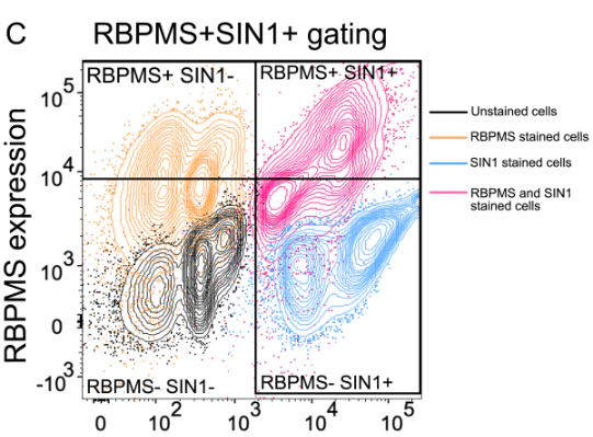 Anti-RBPMS Antibody - Image 19