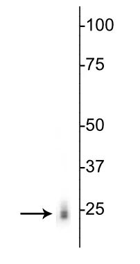 Anti-RBPMS Antibody - Image 2