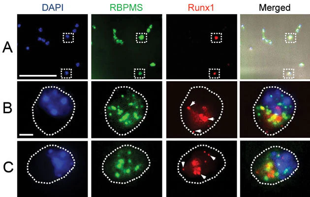 Anti-RBPMS Antibody - Image 3