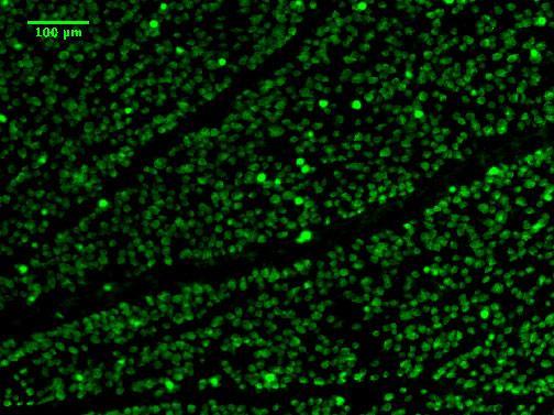 Anti-RBPMS Antibody - Image 4