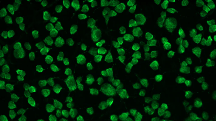 Anti-RBPMS Antibody - Image 5