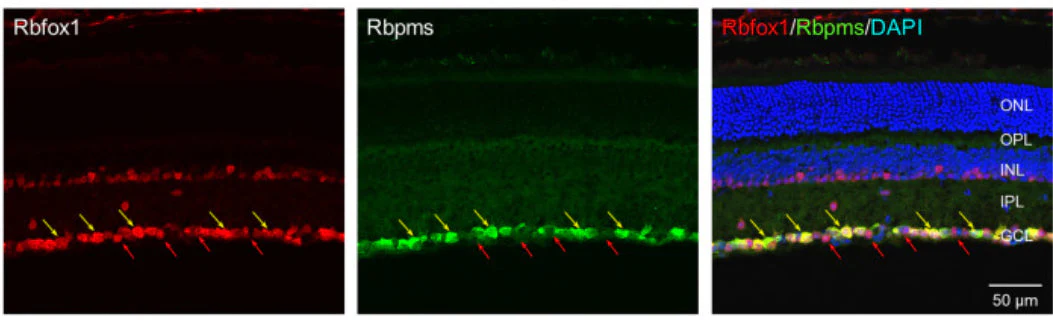 Anti-RBPMS Antibody - Image 6