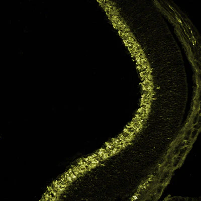 Anti-RBPMS Antibody - Image 7
