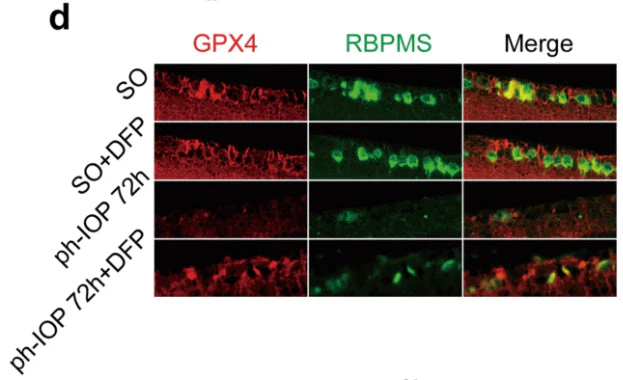 Anti-RBPMS Antibody - Image 8
