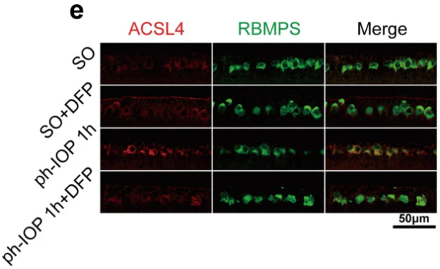 Anti-RBPMS Antibody - Image 9