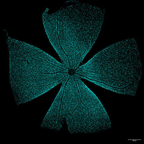 Anti-RBPMS Recombinant Guinea Pig Chimeric mAb