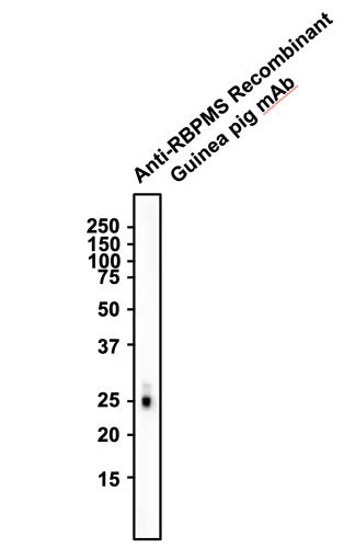 Anti-RBPMS Recombinant Guinea Pig Chimeric mAb - Image 3