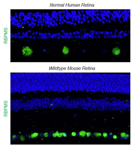 Anti-RBPMS Recombinant Guinea Pig Chimeric mAb - Image 4