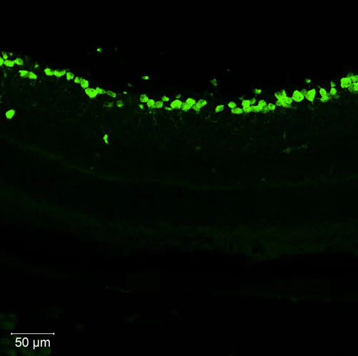 Anti-RBPMS Recombinant Guinea Pig Chimeric mAb - Image 5