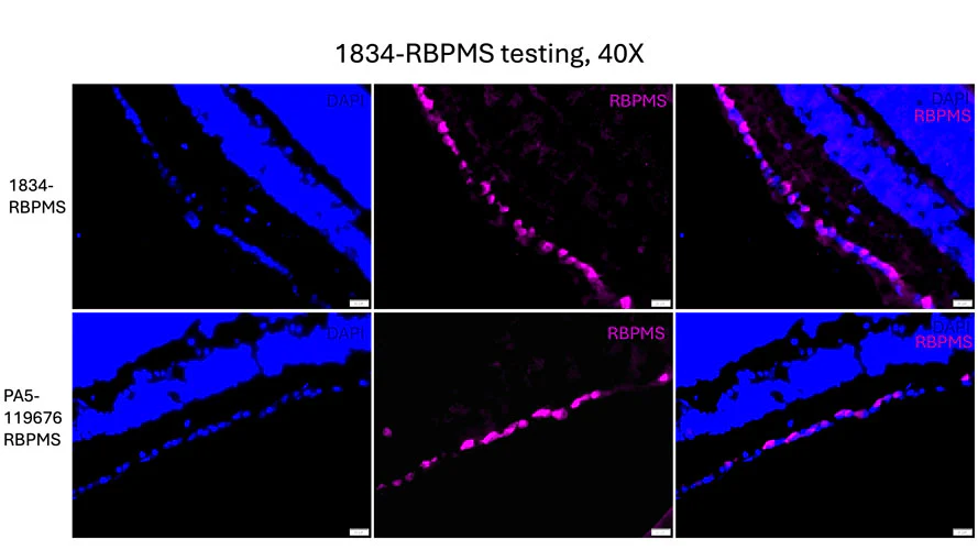 Anti-RBPMS Recombinant Guinea Pig Chimeric mAb - Image 6