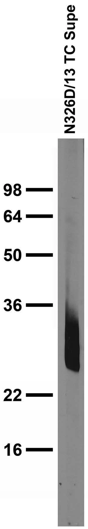 Anti-REEP Antibody