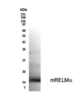 Anti-RELM alpha Antibody - Image 2